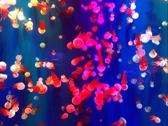 -成都浩海立方海洋公园