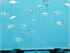 -瑞德姆美人鱼海底演艺主题餐厅(亚龙湾店)