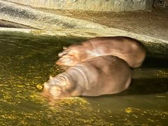 -清迈夜间动物园