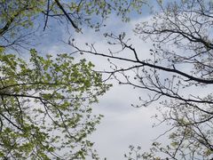 -牛背梁国家森林公园