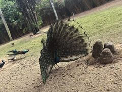 -深圳野生动物园