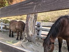 -神户市立六甲山牧场