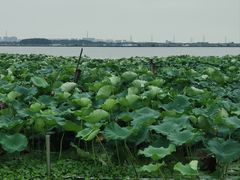 -七的湖·晚芳亭·阳澄湖农家菜·大闸蟹(莲花岛店)