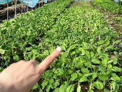 -小乡小镇·传承桐庐土菜·老板亲自烧的菜
