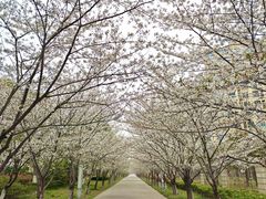 -高东镇樱花园