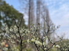 -上海醉白池公园