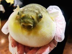 -肆月河豚·新淮扬(金融街店)