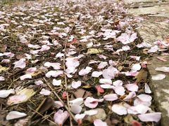 -白塘生态植物园