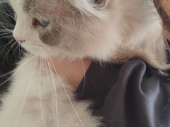 -平行世界·猫咖(首经贸店)