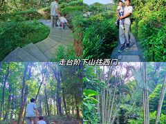 -银湖山郊野公园-相思林