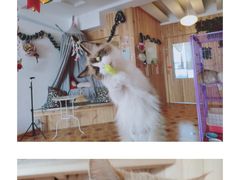 -MOYOYO猫咪咖啡店