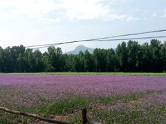 花田（紫花马鞭）-百里山水画廊乌龙峡谷