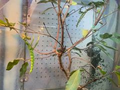 -上海大自然野生昆虫馆(东方明珠·爬宠昆虫探索中心)