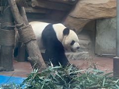 -成都动物园
