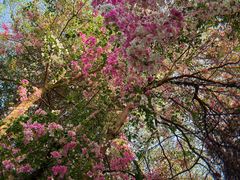 -深圳国际园林花卉博览园