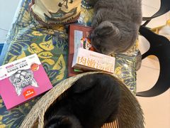 -平行世界·猫咖(首经贸店)