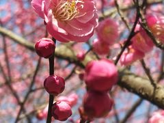 -杭州植物园