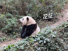 -成都大熊猫繁育研究基地