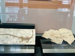 -北京大学赛克勒考古与艺术博物馆