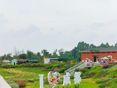 -空港花田景区