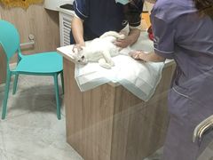 -恒幸动物医院·急重症转诊中心·神经内外科·CT核磁