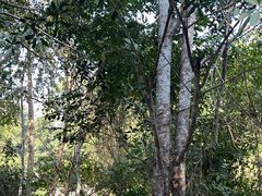 -西双版纳基诺山寨