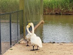 -盐城丹顶鹤湿地生态旅游区