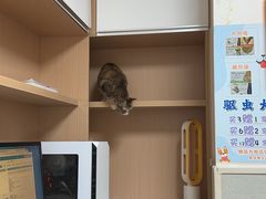 -谐和益家动物医院·免疫绝育·血液透析·宠保定点医院(高新伊藤分院)
