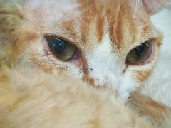 -唐小姐の私宠·宠物洗护美容·撸猫馆·购宠(周浦万达旗舰店)