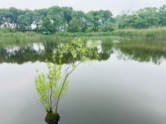 -西湖风景区-江洋畈生态公园