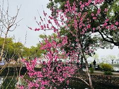 -无锡蠡湖国家湿地公园-蠡园