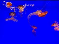 -上海海洋水族馆