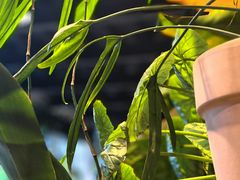-自由生长植物工作室(深港花卉中心店)