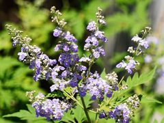 -北京十三陵国家森林公园蟒山景区