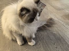 -佩兹宠物医院肿瘤专科·眼科·牙科(黄浦店)