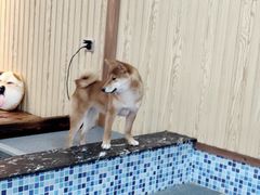 -柴源莊·柴小宠柴犬咖啡