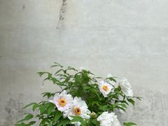 -留园