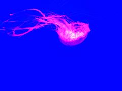 -多彩贵州城极地海洋世界