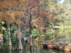 -深圳仙湖植物园
