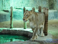 -清迈夜间动物园