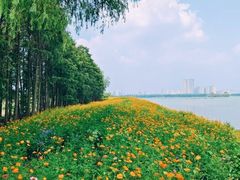 -金银湖国家城市湿地公园
