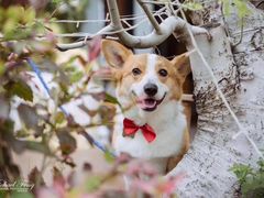 -茶米烧腊茶餐厅(石龙店)