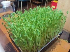 活体豆苗-煲宫猪肚鸡(晶品店)