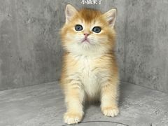 -小猫来了·猫舍(红山六九七九店)