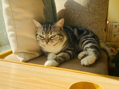 -猫和宫(六道口店)