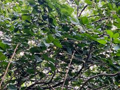 -黑龙江省森林植物园