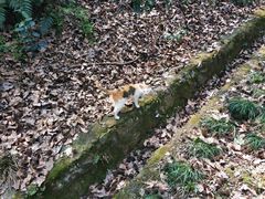 -苏州上方山国家森林公园
