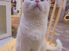 -楼上猫咖(罗湖店)