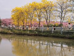 -天适樱花悠乐园