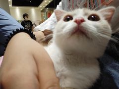 -藏猫猫咖啡主题馆(中央大道店)